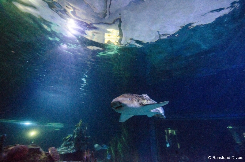 Sm-Skegness Aquarium P_21