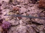 Red Sea - June 2010 - underwater