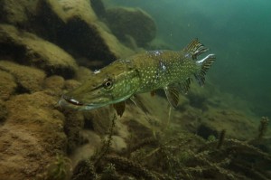 IMG-20180528-WA0002