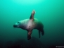 Farne Islands - September 2014