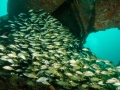 Yellow Snapper on Wreck of Hema