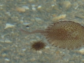 ibiza-jelly-fish