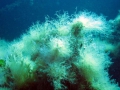 img_0614-fluffy-weed