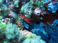img_0659-moray-eel