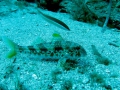 img_0686-fish