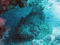 img_0716-stone-fish