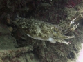 img_4146-cuttlefish-2