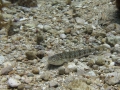 img_4233-rock-goby