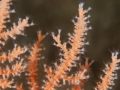 gorgonian