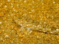 Lizard Fish 1