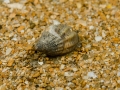 Mollusc