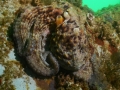 Portugal 3-Sep-2015 Octopus 1