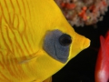 a-fish-face