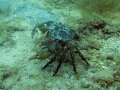 black-crab