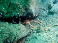 squat-lobster