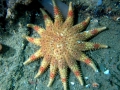 sunstar