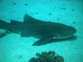 p5315720-leipard-shark