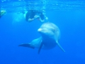 p6015863-dolphin