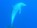 p6015866-dolphin