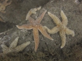img_4361-starfish