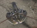 img_4385-lobster